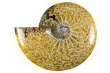 Polished Cretaceous Ammonite (Cleoniceras) Fossil - Madagascar #303878-1